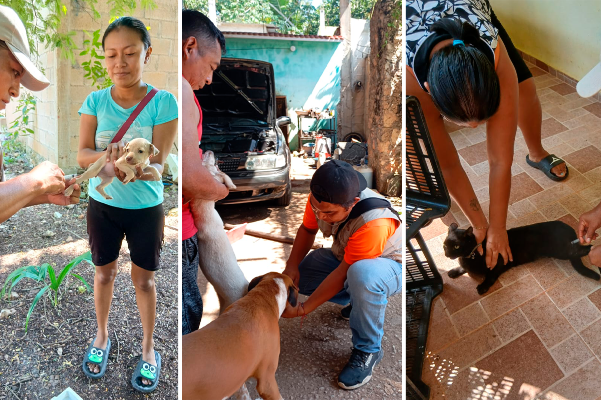 Se aplicaron 600 dosis que protegen a los animalitos contra la rabia, fortaleciendo así la prevención de enfermedades y la seguridad sanitaria de la localidad.
